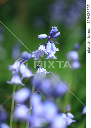 Spanish bluebell Spanish bluebell 139424705