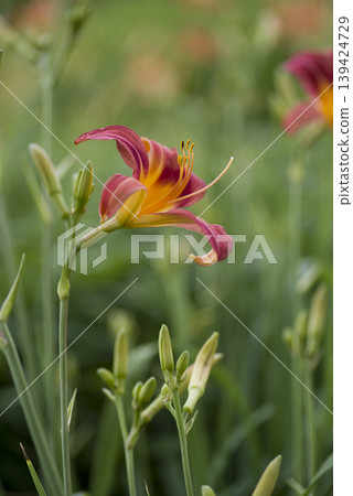 黃色和紅色的萱草(Hemerocallis)正在盛開。這株萱草的名字叫「猩紅」。 黃色和紅色的萱草(Hemerocallis)正在盛開。這株萱草的名字叫「猩紅」。 139424729