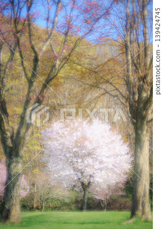 A fantastical spring cherry blossom scene captured with an old lens. 139424745