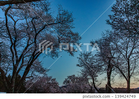 A tree-lined street in Hokkaido, beautiful with the sunrise and cherry blossoms. 139424749