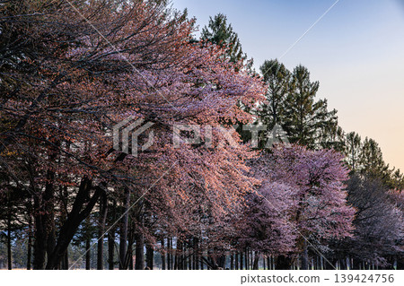 A peaceful sunrise scene along the 20-ken Road lined with cherry trees. A peaceful sunrise scene along the 20-ken Road lined with cherry trees. 139424756