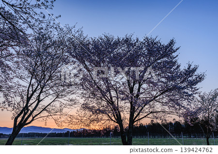 The silhouette of cherry trees illuminated by the morning glow The silhouette of cherry trees illuminated by the morning glow 139424762