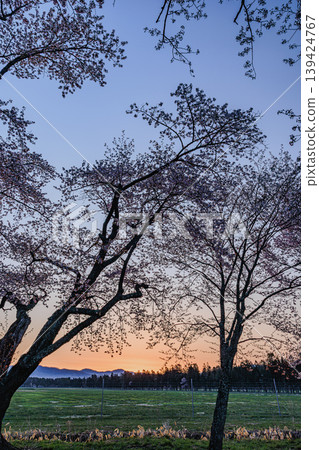 A morning in silence, lined with cherry trees along the Nijukken Road. 139424767