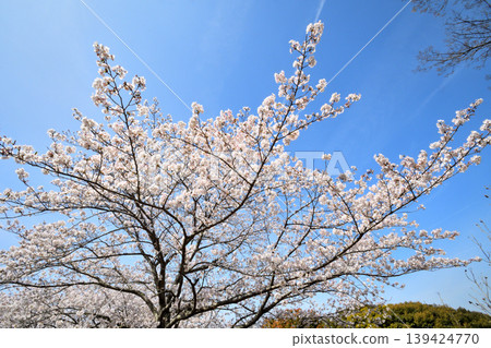 櫻花,櫻花,櫻花 櫻花,櫻花,櫻花 139424770