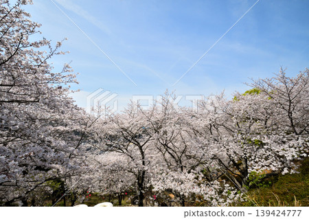Sakura, Sakura, Sakura Sakura, Sakura, Sakura 139424777