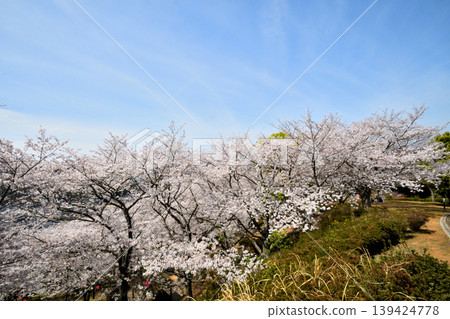 Sakura, Sakura, Sakura Sakura, Sakura, Sakura 139424778