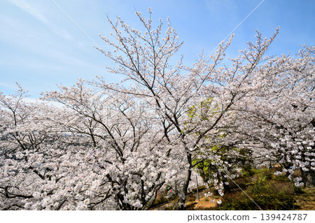 Sakura, Sakura, Sakura Sakura, Sakura, Sakura 139424787