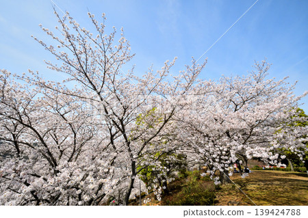 Sakura, Sakura, Sakura Sakura, Sakura, Sakura 139424788