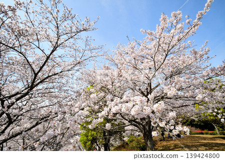 Sakura, Sakura, Sakura Sakura, Sakura, Sakura 139424800