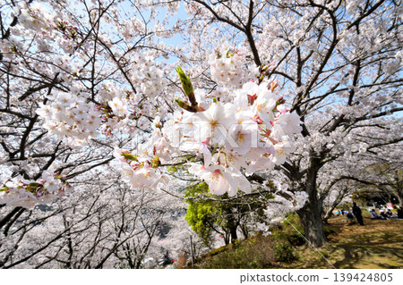 Sakura, Sakura, Sakura Sakura, Sakura, Sakura 139424805