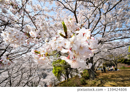 Sakura, Sakura, Sakura Sakura, Sakura, Sakura 139424806