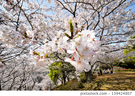 Sakura, Sakura, Sakura Sakura, Sakura, Sakura 139424807