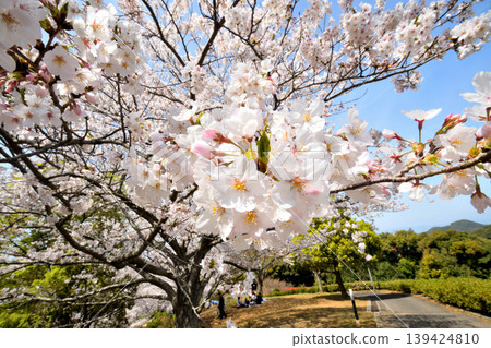 Sakura, Sakura, Sakura Sakura, Sakura, Sakura 139424810