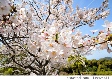 Sakura, Sakura, Sakura Sakura, Sakura, Sakura 139424811