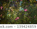 [Kyoto] Autumn leaves at Kuwayama Shrine in Kameoka 139424859