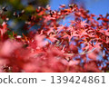 [Kyoto] Autumn leaves at Kuwayama Shrine in Kameoka 139424861