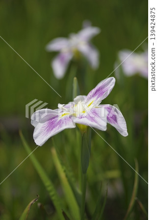 White and purple irises are in bloom. This iris is called "May Sunshine." White and purple irises are in bloom. This iris is called "May Sunshine." 139424875