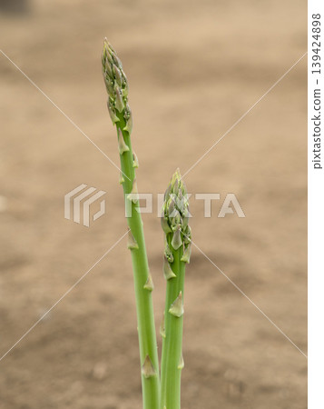 Cultivation of asparagus Cultivation of asparagus 139424898