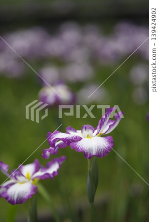 White and purple irises are in bloom. This iris is called Choseiden. White and purple irises are in bloom. This iris is called Choseiden. 139424902