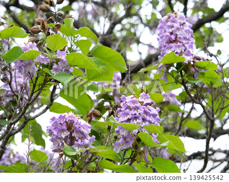 Flower of a tender Flower of a tender 139425542