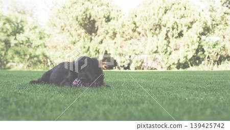 Lounging black medium-breed dog gripping red and white rope toy on residential lawn, sunlit shrubs Lounging black medium-breed dog gripping red and white rope toy on residential lawn, sunlit shrubs 139425742