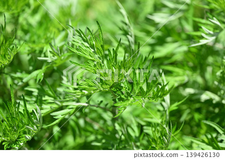 Spring mugwort (Mugwort) Spring mugwort (Mugwort) 139426130