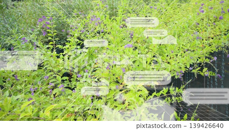 Showing leafy plants with purple flowers filling black pots at outdoor nursery, chat overlays Showing leafy plants with purple flowers filling black pots at outdoor nursery, chat overlays 139426640