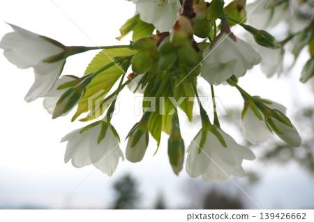 white cherry blossoms 139426662