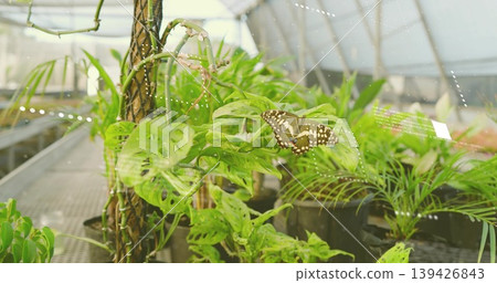 Perching brown butterfly resting on Monstera leaf inside greenhouse nursery, with metal benches 139426843