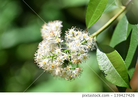 紅知更鳥（薔薇科）的花朵 139427426