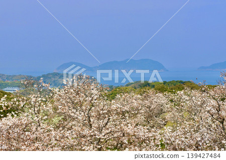 View from the main keep ruins of Nagoya Castle: Cherry blossoms and islands (Nagoya, Saga Prefecture) View from the main keep ruins of Nagoya Castle: Cherry blossoms and islands (Nagoya, Saga Prefecture) 139427484