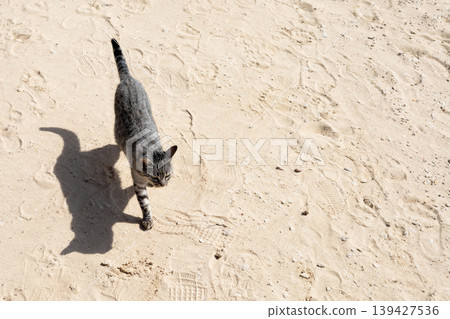 Striped cat walking on sandy surface with shadows in sunlight 139427536