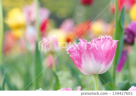 Tulip flowers blooming in the spring flowerbed 139427601
