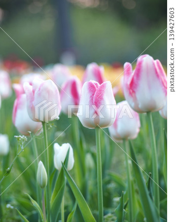 Pink and white tulips blooming in the spring flowerbeds Pink and white tulips blooming in the spring flowerbeds 139427603