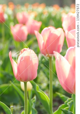 Pink tulips in full bloom bathed in the spring sunshine Pink tulips in full bloom bathed in the spring sunshine 139427872