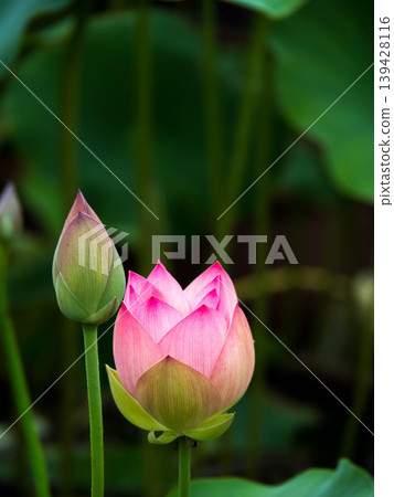 Lotus flower, light pink, white blur buds Lotus flower, light pink, white blur buds 139428116