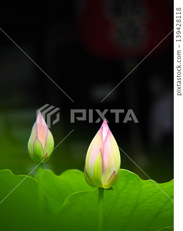 蓮花,淺粉紅色,白色模糊花蕾 蓮花,淺粉紅色,白色模糊花蕾 139428118