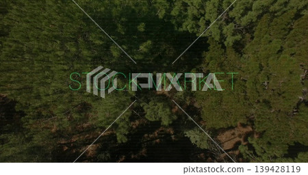 Displaying neon-green STOCK MARKET text across aerial evergreen canopy revealing gaps and shadows Displaying neon-green STOCK MARKET text across aerial evergreen canopy revealing gaps and shadows 139428119
