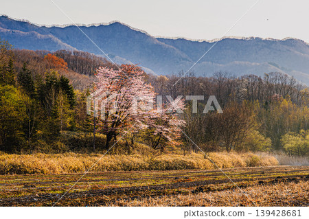 Spring cherry blossom scenery at the foot of the mountains in Hokkaido Spring cherry blossom scenery at the foot of the mountains in Hokkaido 139428681