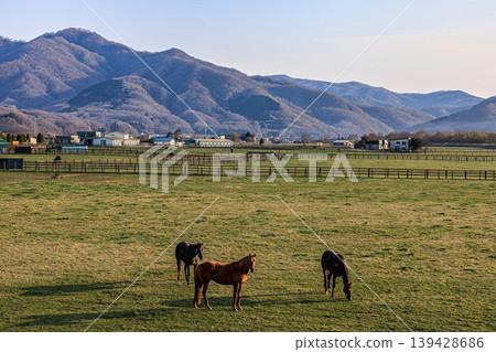 A peaceful pastoral landscape unfolds across the Hidaka grasslands. A peaceful pastoral landscape unfolds across the Hidaka grasslands. 139428686