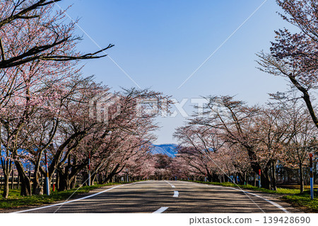 藍天下，裕春櫻花路的春日美景盡收眼底。 139428690