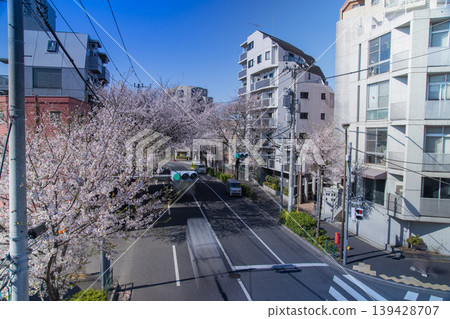 Traffic on Nakano Street with cherry blossoms in full bloom [Urban image] 139428707
