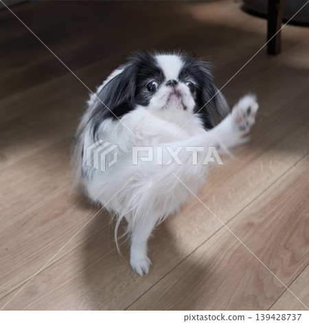The adorable expression of a Japanese Chin playing indoors. The adorable expression of a Japanese Chin playing indoors. 139428737