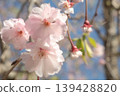 Cherry blossoms herald the arrival of spring. Full bloom petals bathed in soft light. 139428820
