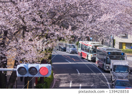 Traffic on Nakano Street with cherry blossoms in full bloom [Urban image] 139428858