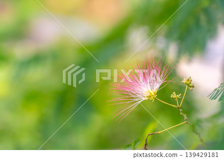 The mimosa tree flowers bloom fantastically, with delicate pink petals. *The location of the photo is indicated in the comments section of the artwork. The mimosa tree flowers bloom fantastically, with delicate pink petals. *The location of the photo is indicated in the comments section of the artwork. 139429181