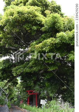 梅澤樟樹鮮嫩的綠葉 梅澤樟樹鮮嫩的綠葉 139429290