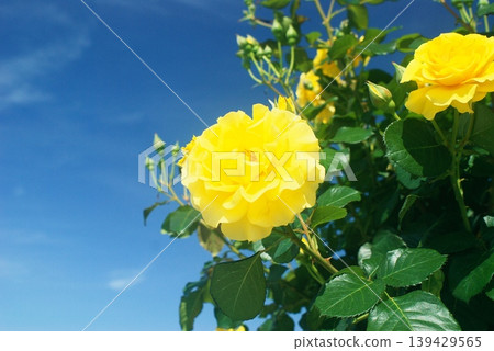 At the rose garden in Hamadera Park 139429565