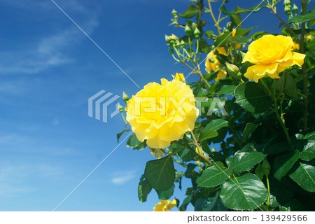 At the rose garden in Hamadera Park At the rose garden in Hamadera Park 139429566