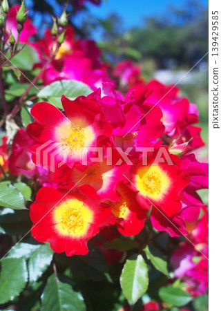 在濱寺公園的玫瑰園 在濱寺公園的玫瑰園 139429585